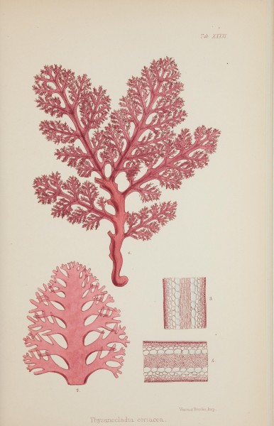 Nereis australis, or Algae of the southern ocean (17832272715)