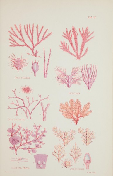 Nereis australis, or Algae of the southern ocean (17832330685)