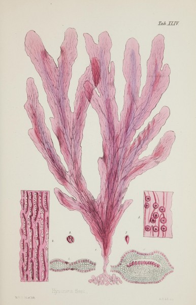 Nereis australis, or Algae of the southern ocean (17832385395)