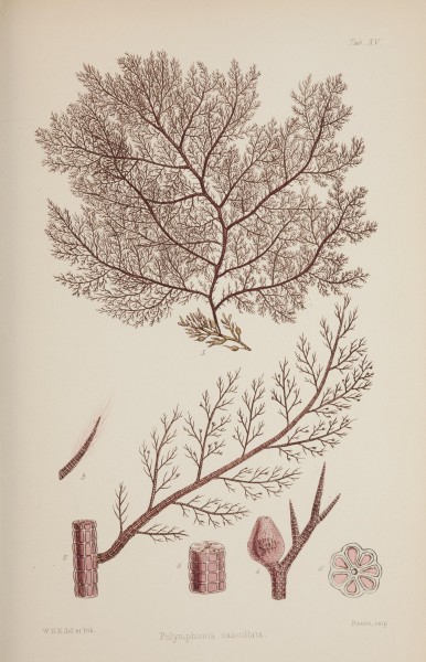 Nereis australis, or Algae of the southern ocean (17832422031)