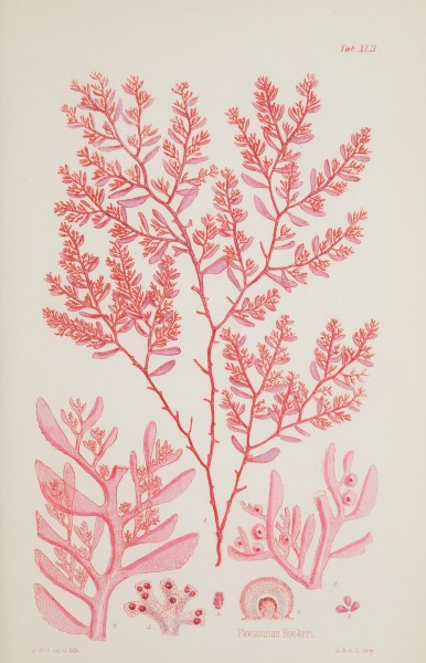 Nereis australis, or Algae of the southern ocean (17832824181)