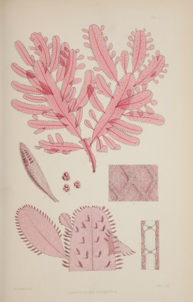 Nereis australis, or Algae of the southern ocean BHL46201045