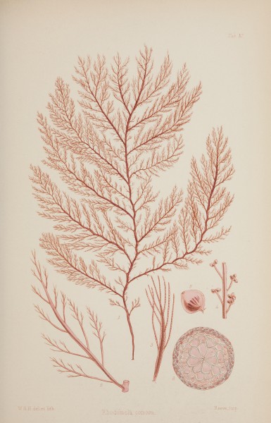 Nereis australis, or Algae of the southern ocean BHL46201081