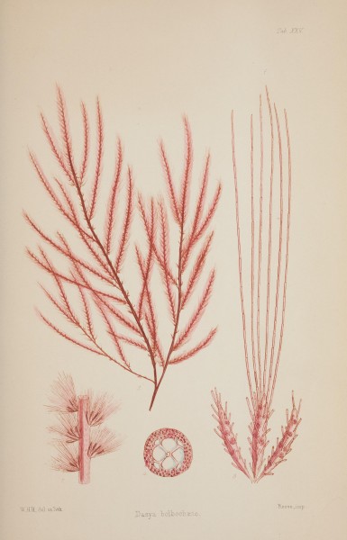 Nereis australis, or Algae of the southern ocean BHL46201131