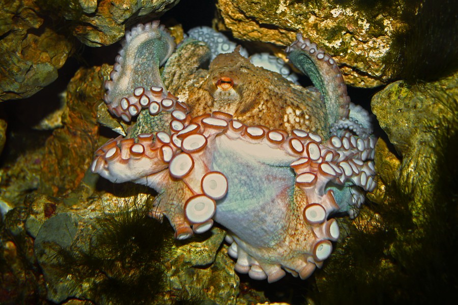 Octopus vulgaris 03