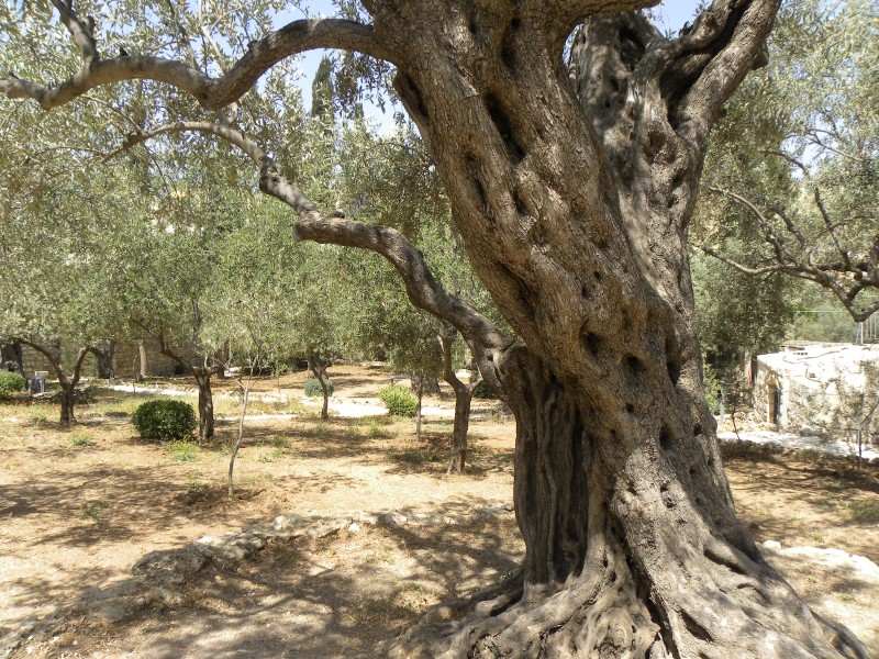 Olive trees in the traditional garden of Gethsemane (6409539051)