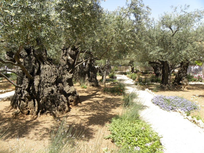 Olive trees in the traditional garden of Gethsemane (6409576209)