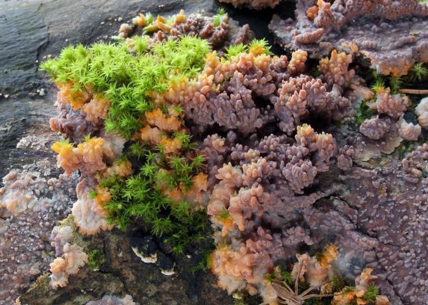 Orangeroter Kammpilz-Phlebia radiata (cropped)