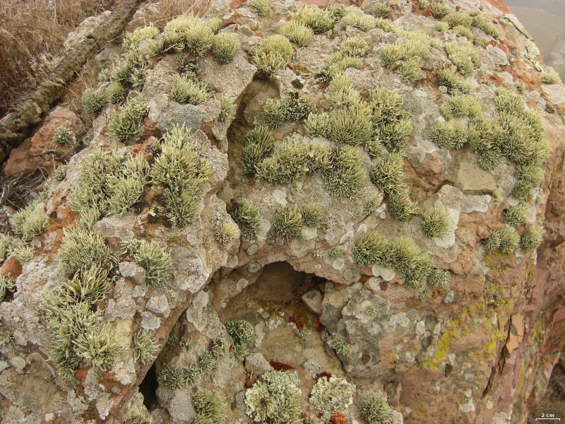 Prime fog lichen habitat - Flickr - pellaea
