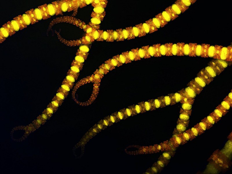 Red alga Ceramium tenuicorne
