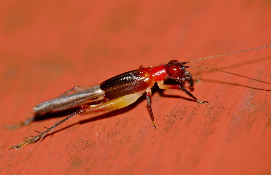Red Bush Cricket (Trigonidiidae) female (23669078570)