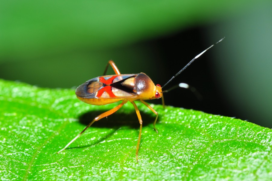 Red cross bug (Miridae) (8395717374)