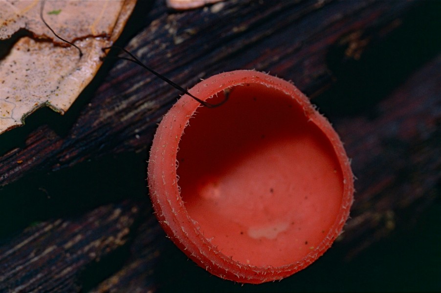 Red Cup Fungus (Cookeina sp.) (14256435622)