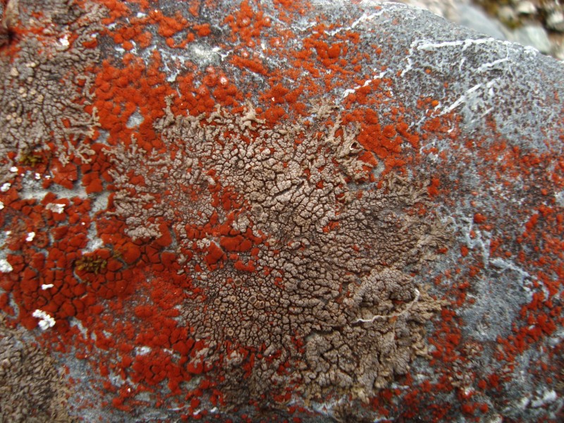 Reddish Algae on River Cobble (3260824017)