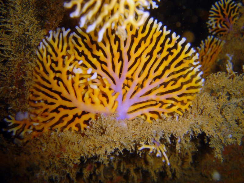Reef0862 - Flickr - NOAA Photo Library