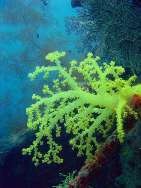 Reef0890 - Flickr - NOAA Photo Library