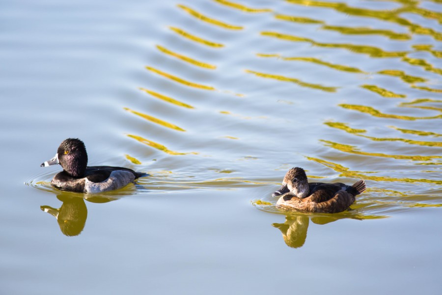 Ring-Necked Duck (23461935632)