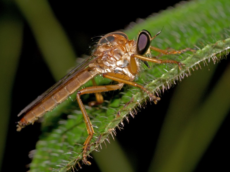 Robber Fly, Vohimana reserve, Madagascar (13953243617)