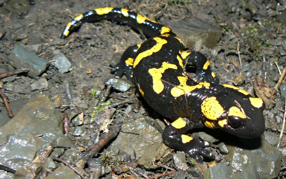 Salamandra salamandra in Skryjská jezírka