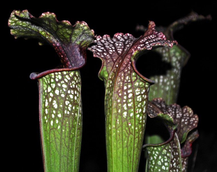 Sarracenia leucophylla x flava (7717438172)