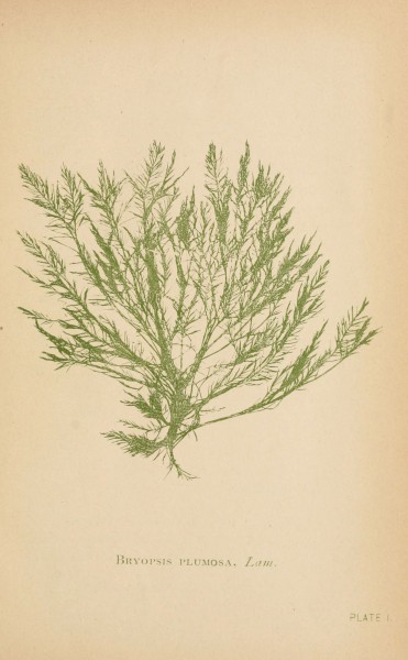 Sea mosses (Plate I) (6243941792)