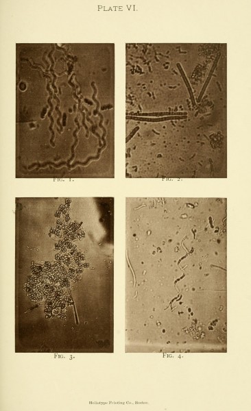 The Bacteria (Plate VI) BHL14890476