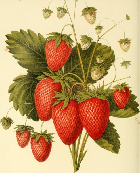 The fruits of America - containing richly colored figures, and full description of all the choicest varieties cultivated in the United States (1848) (14596434788)