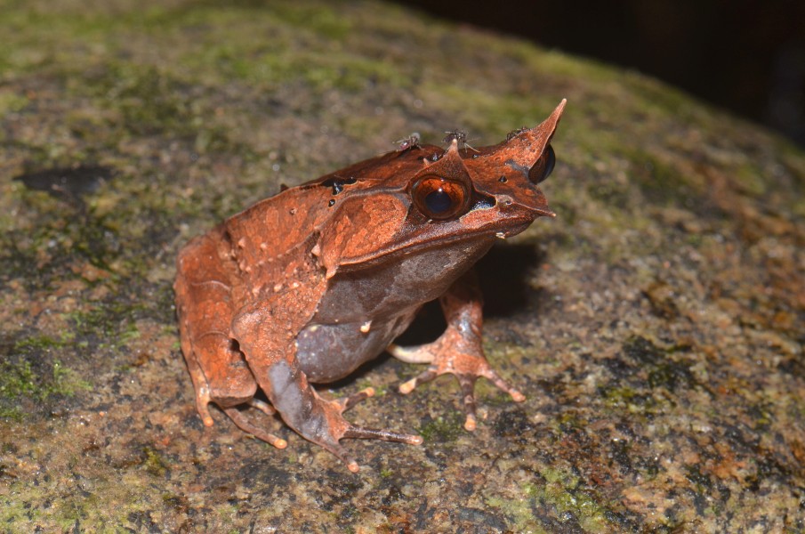 The long-nosed horned frog with three mosquitos (20174848716)