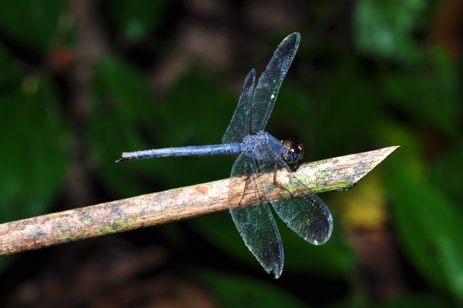 The Tropical Skimmer (Uracis imbuta) from Cahuita NP, CR (9738950245)