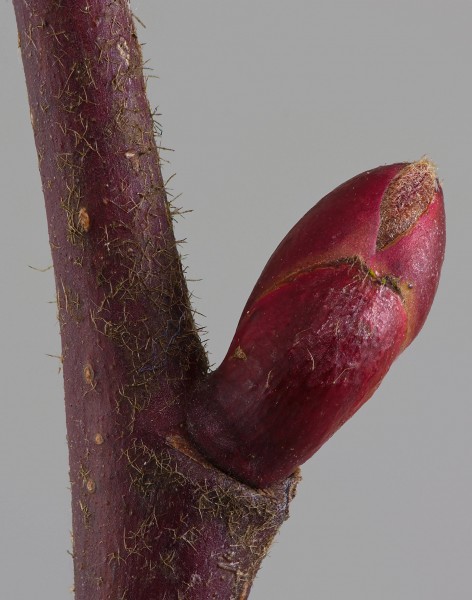 Tilia platyphallos bud