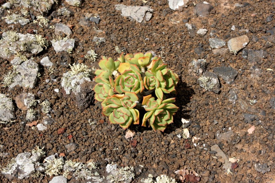 Tinajo - Montaña Colorada - Aeonium lancerottense 04 ies