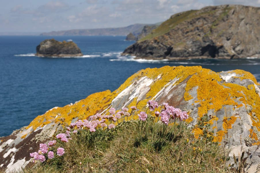 Tintagel DSC 7889