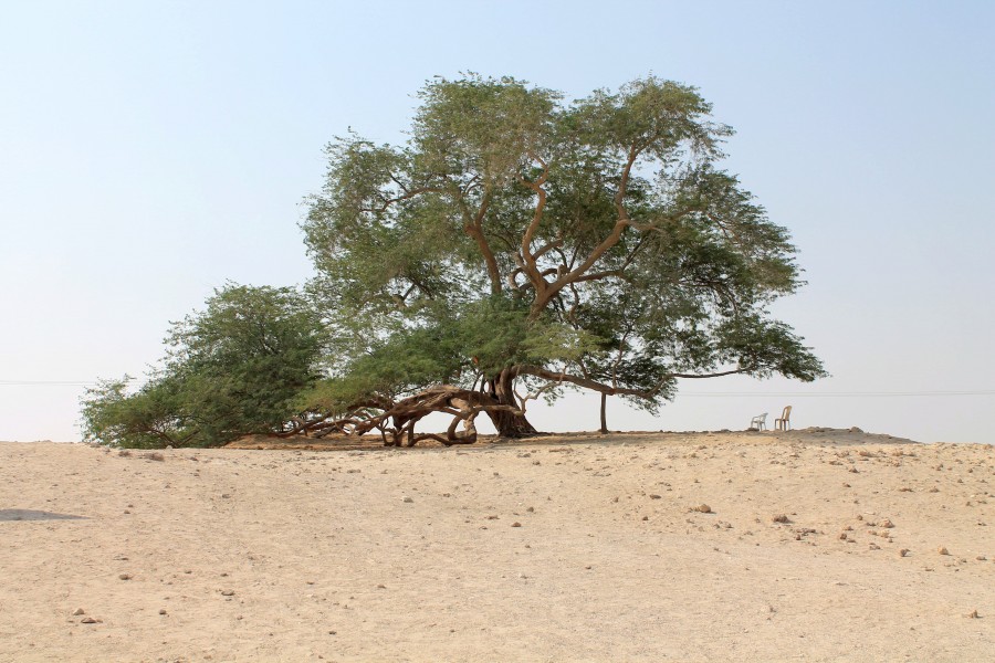 Tree of Life Bahrain