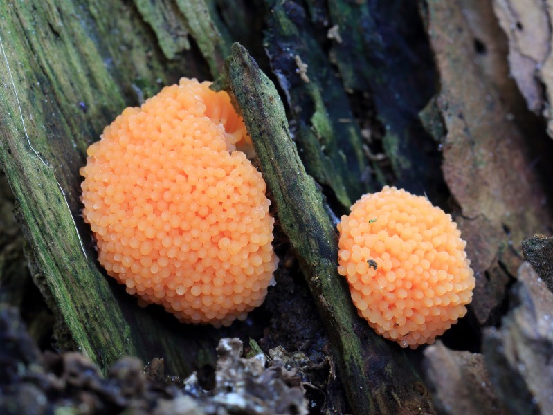 Tubifera ferruginosa, Slime Mould, UK
