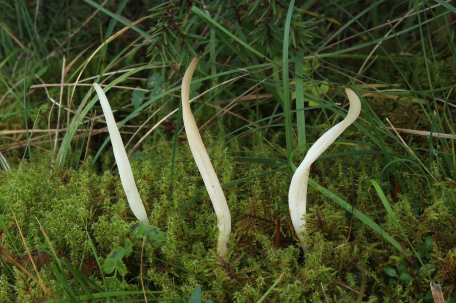 Weiße Spitzkeulchen Clavaria falcata
