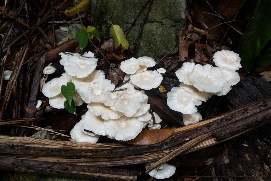 White Borneo fungus (27317661303)