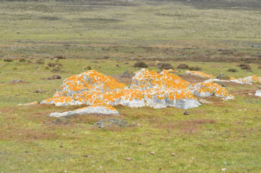 White Stones on Falklands1