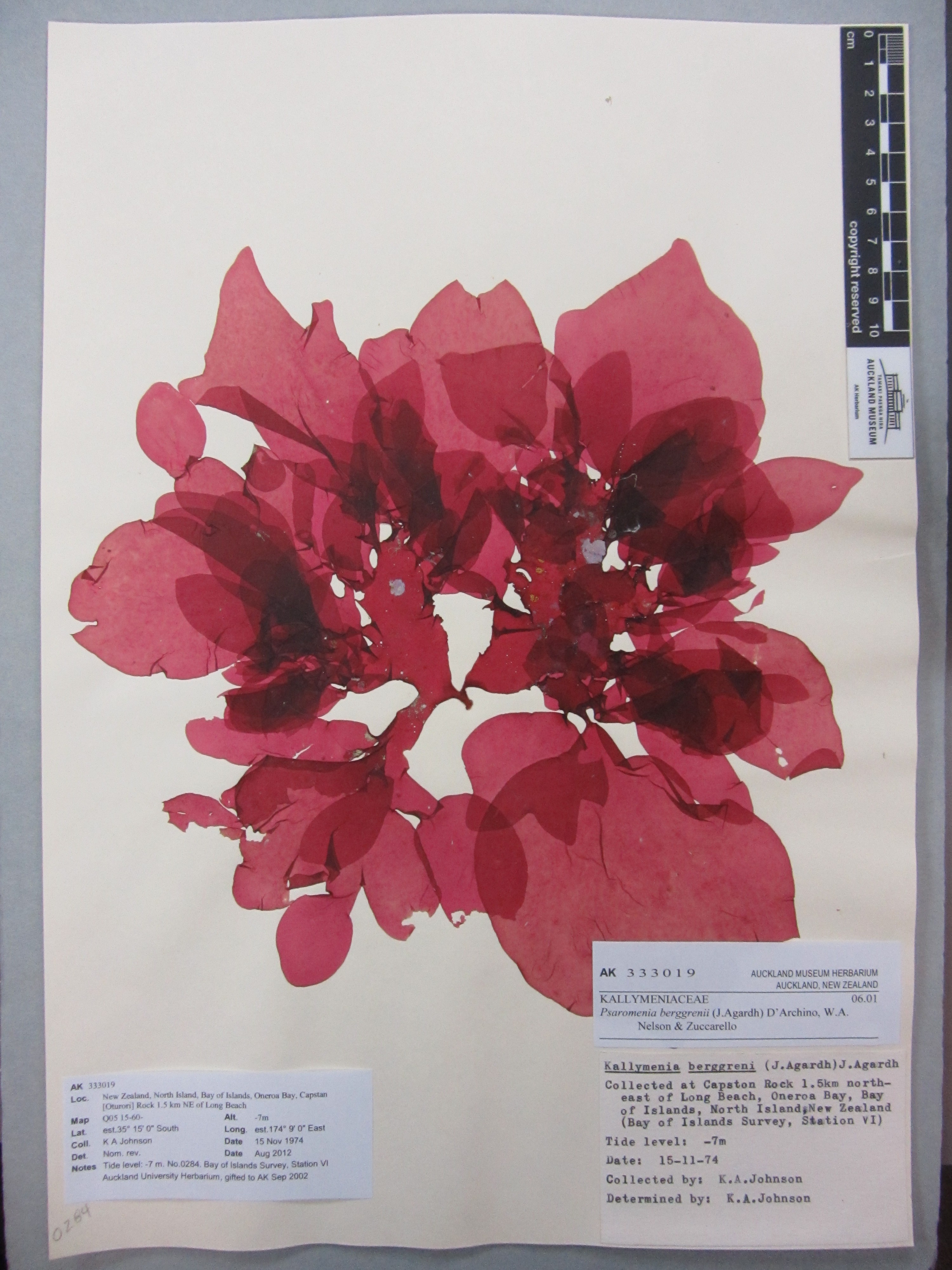 Psaromenia berggrenii (J.Agardh) D’Archino, W.A.Nelson and Zuccarello (AM AK333019)