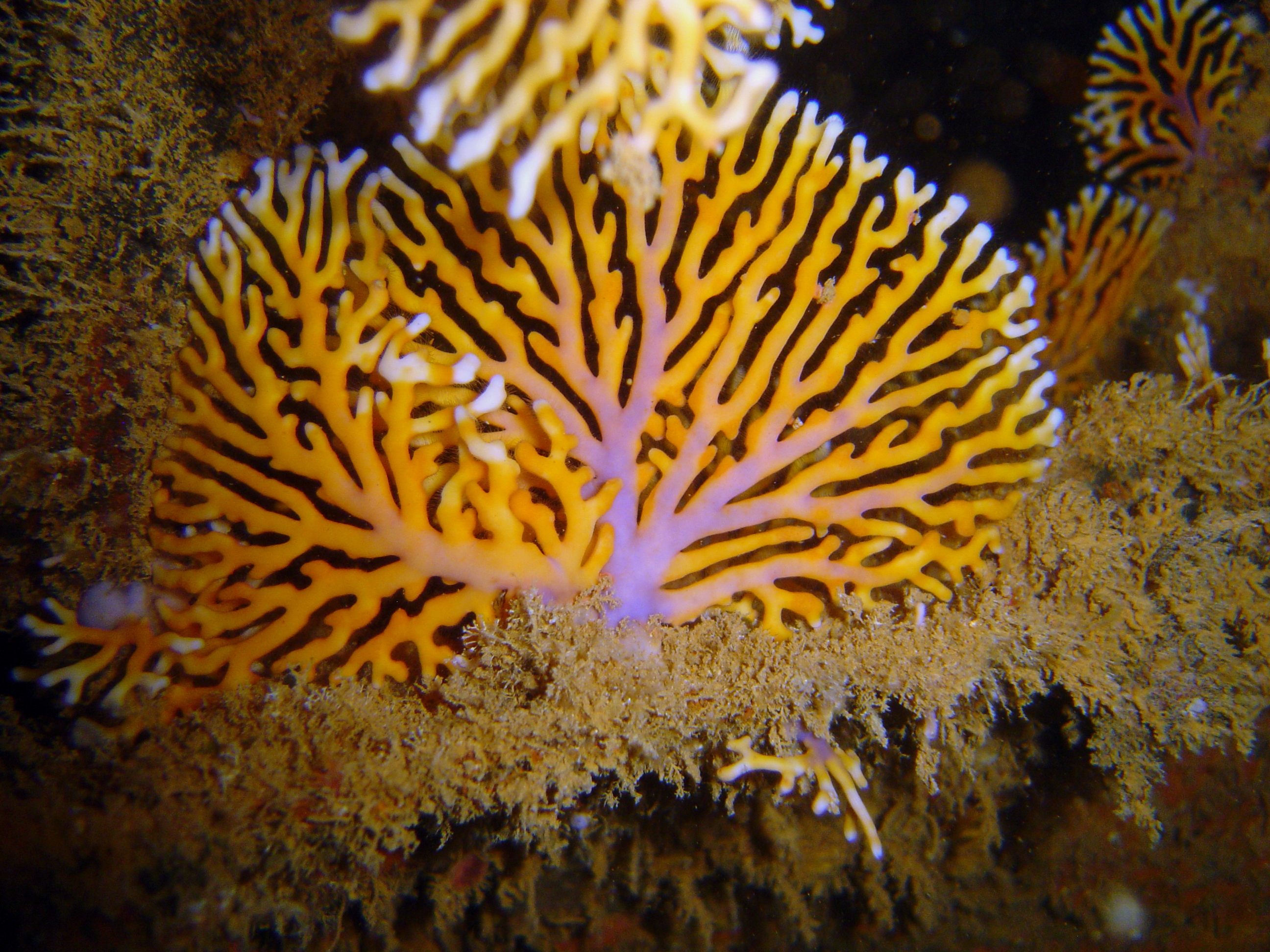 Reef0862 - Flickr - NOAA Photo Library