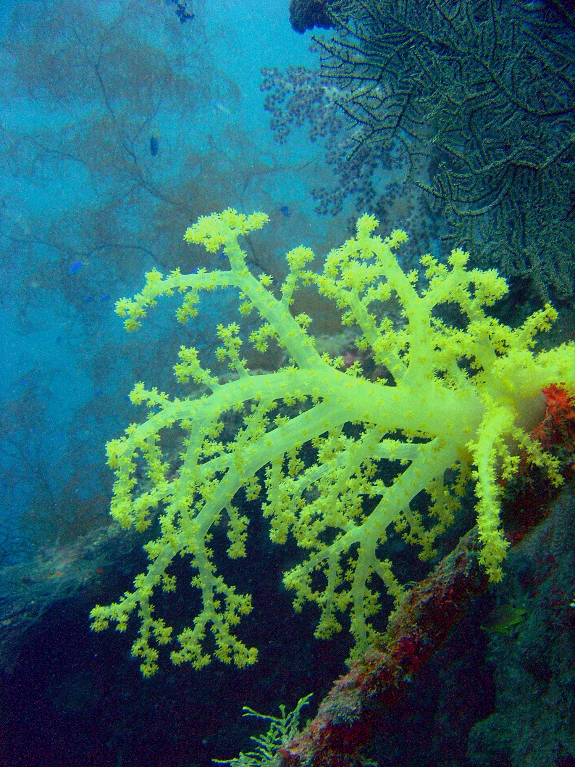 Reef0890 - Flickr - NOAA Photo Library