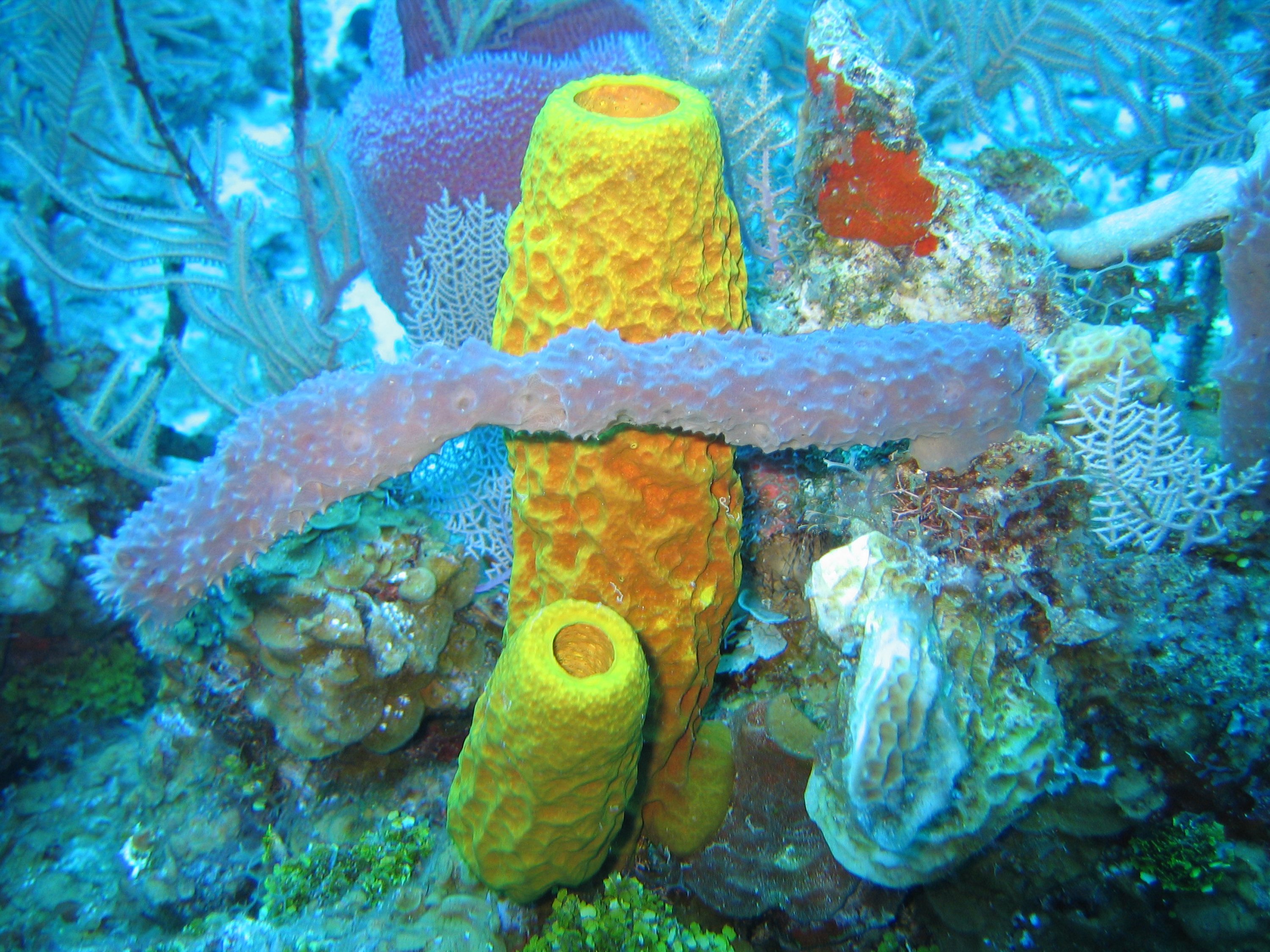 Reef3859 - Flickr - NOAA Photo Library