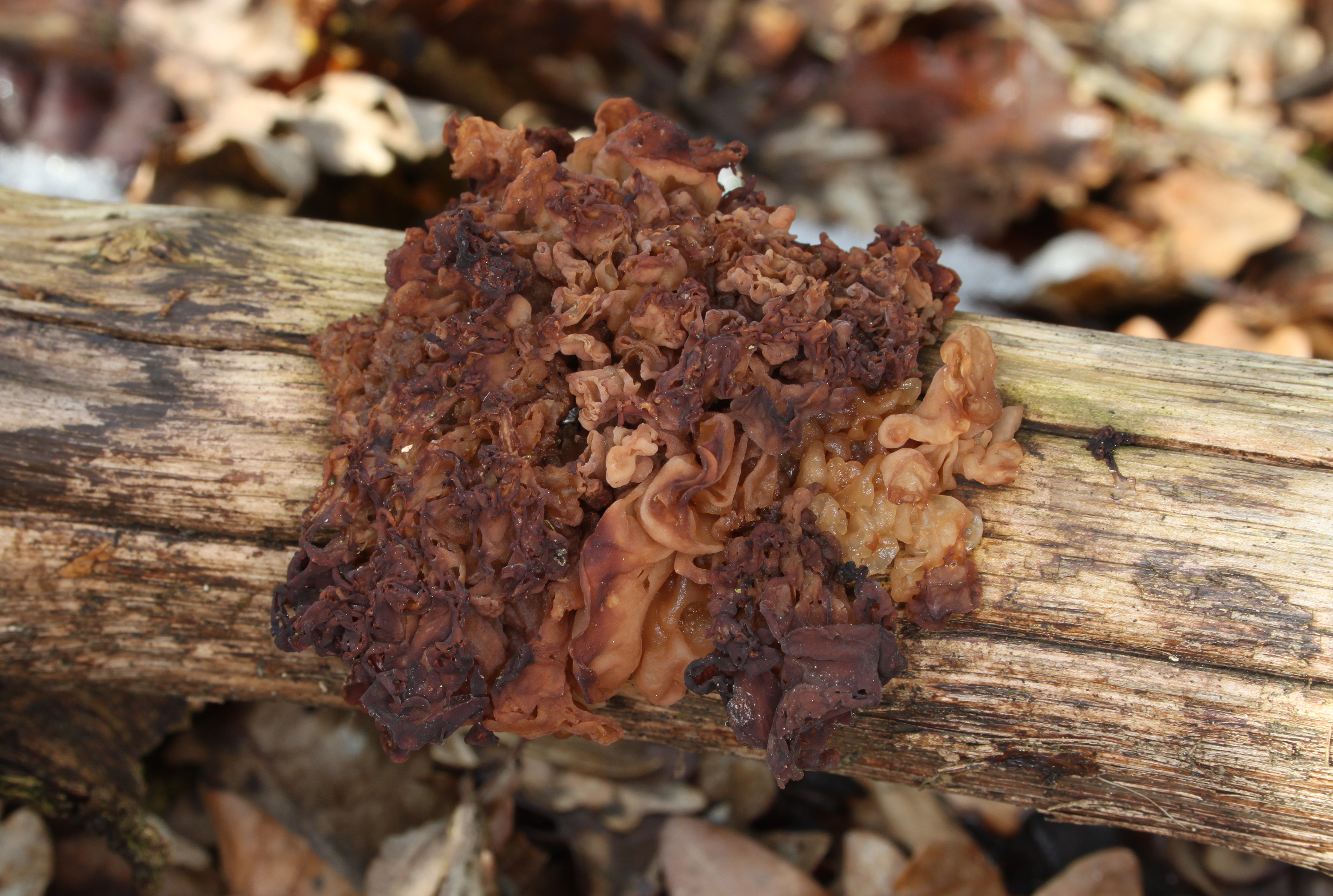 Rotbraune Zitterling Tremella foliacea