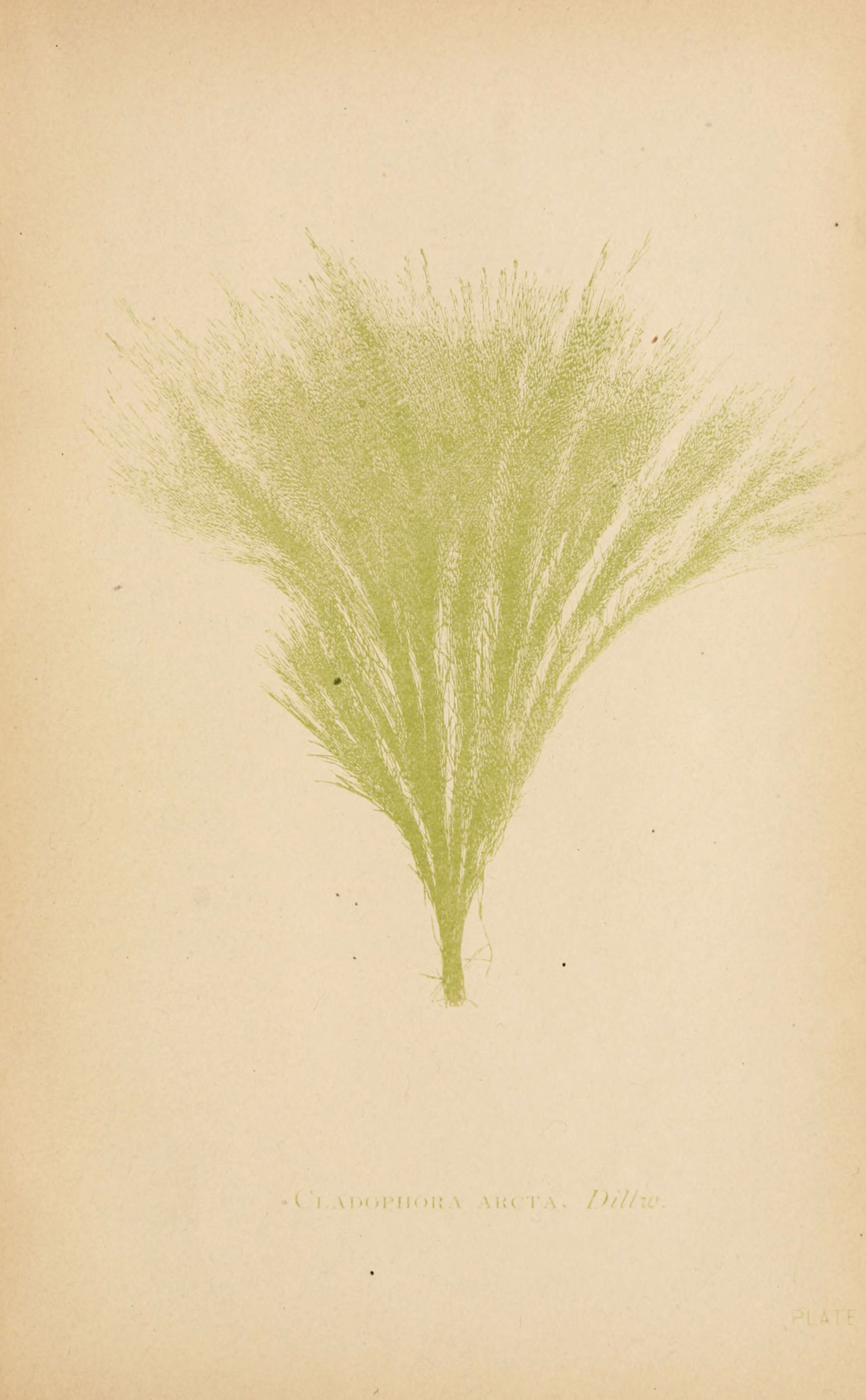 Sea mosses (Plate III) (6243942234)