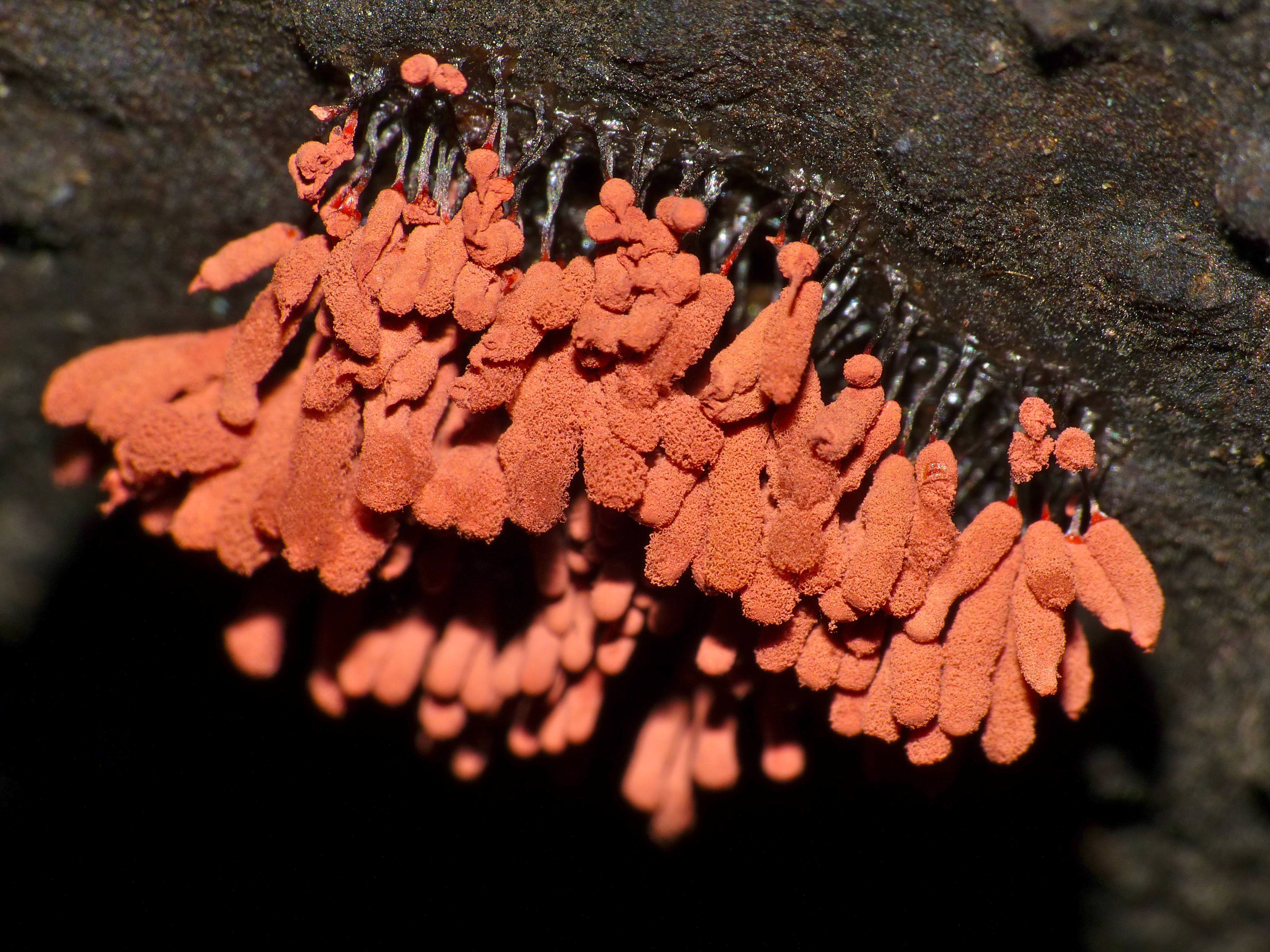 Slime Mold (Arcyria sp.) sporangia (15469629682)