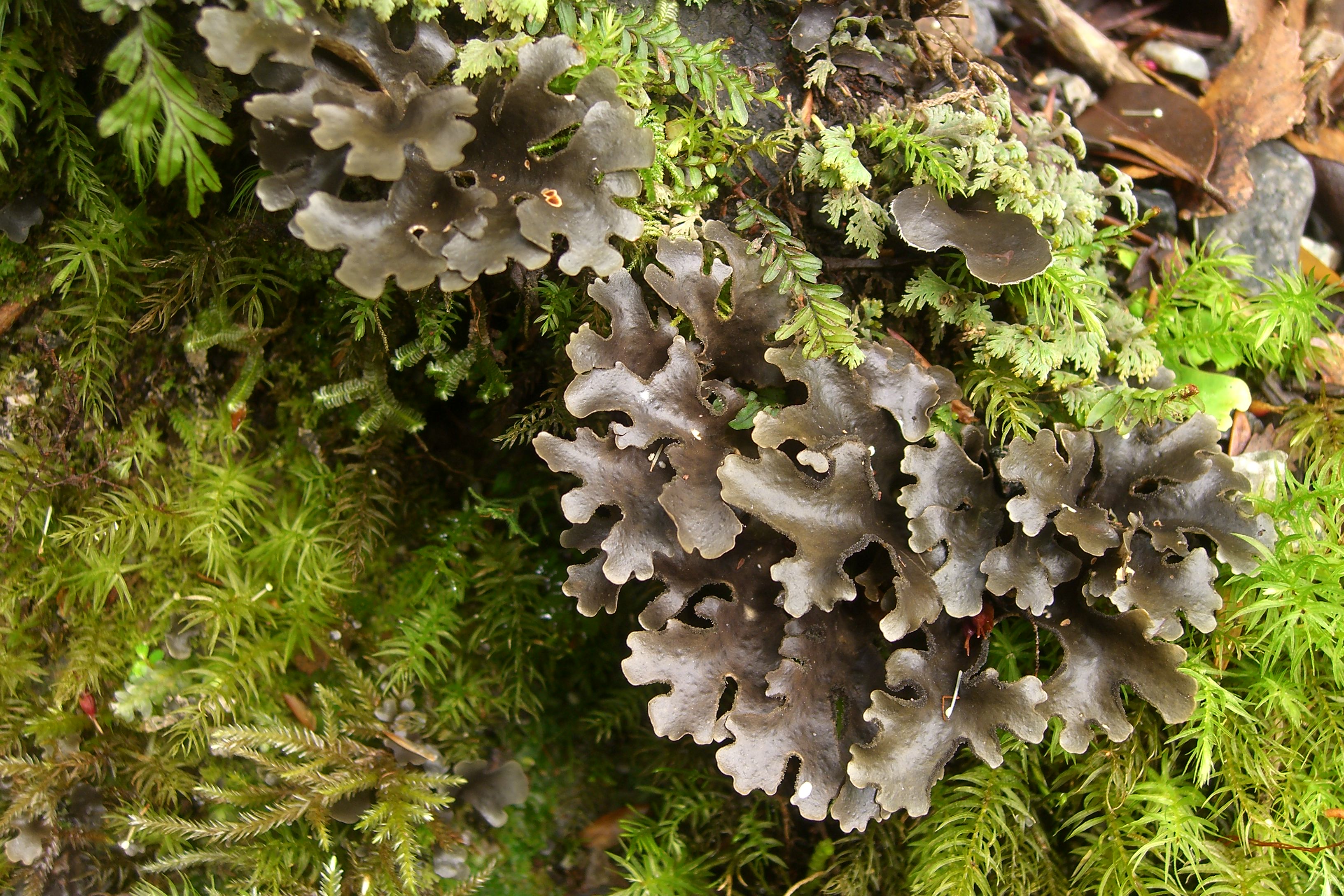 Sticta hypochroa (3184540263)