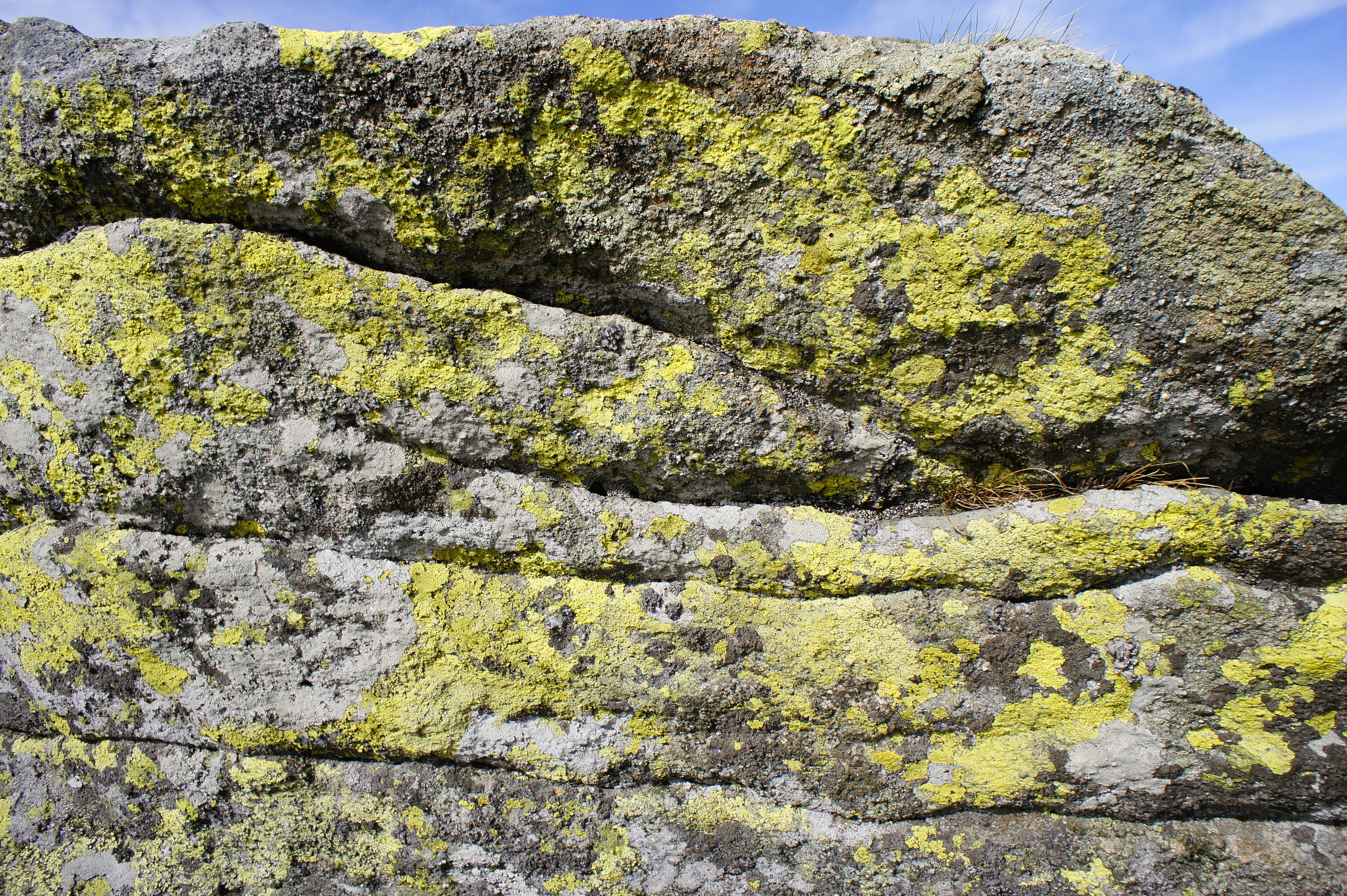 Stone run yellow lichen