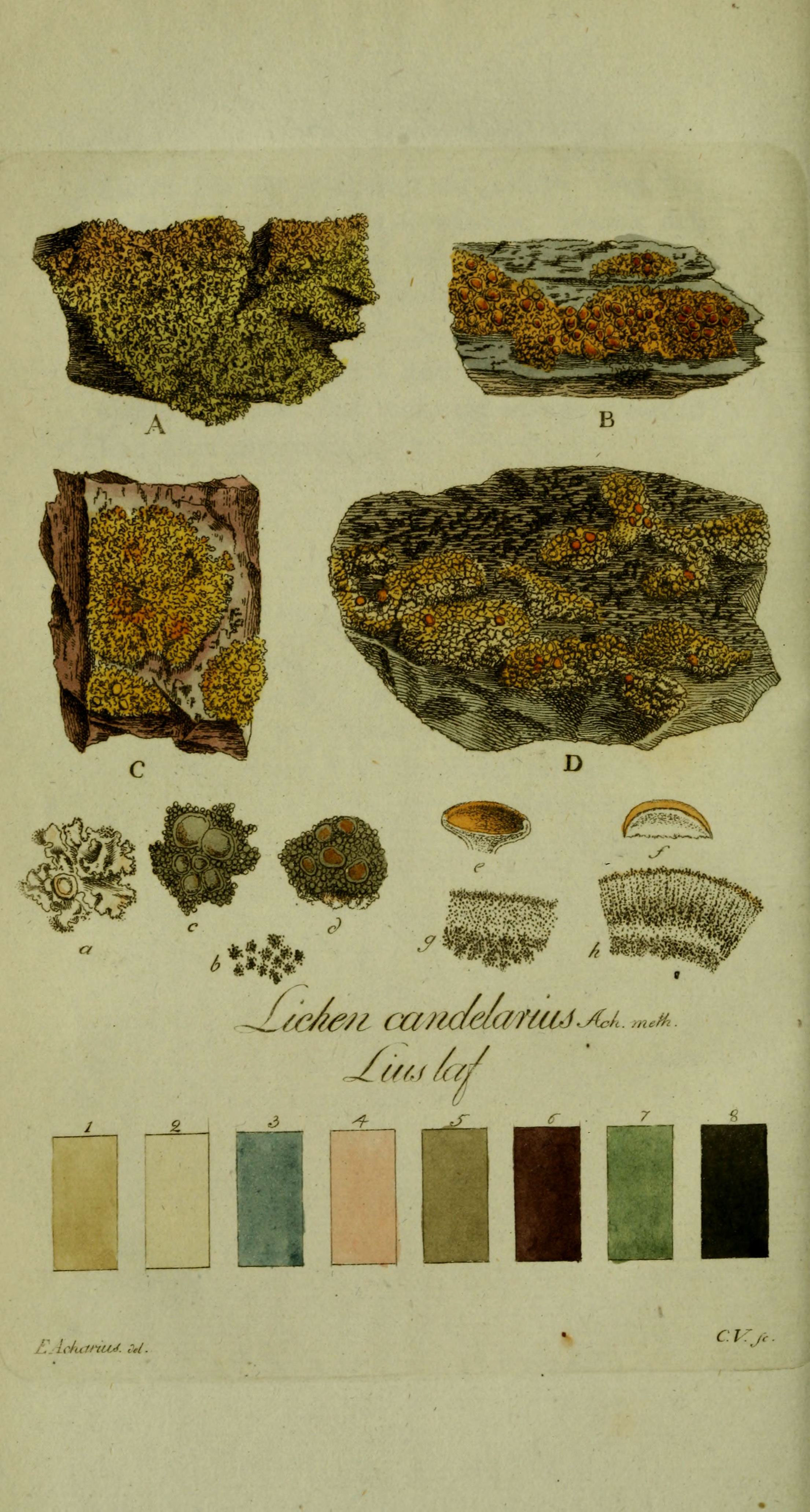 Svenska lafvarnas färghistoria (Plate 5) (6194457239)