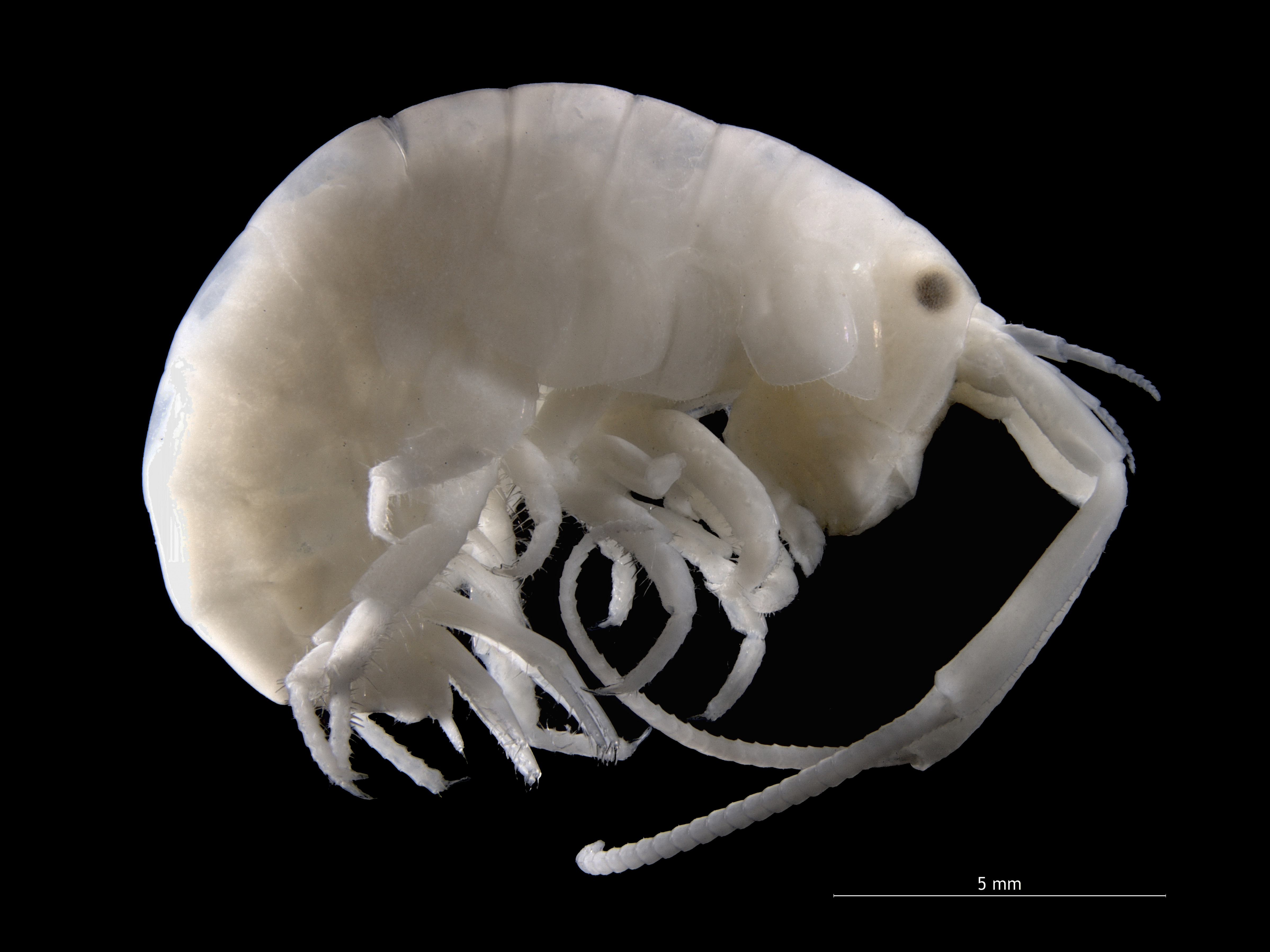 Talitrus saltator (habitus)