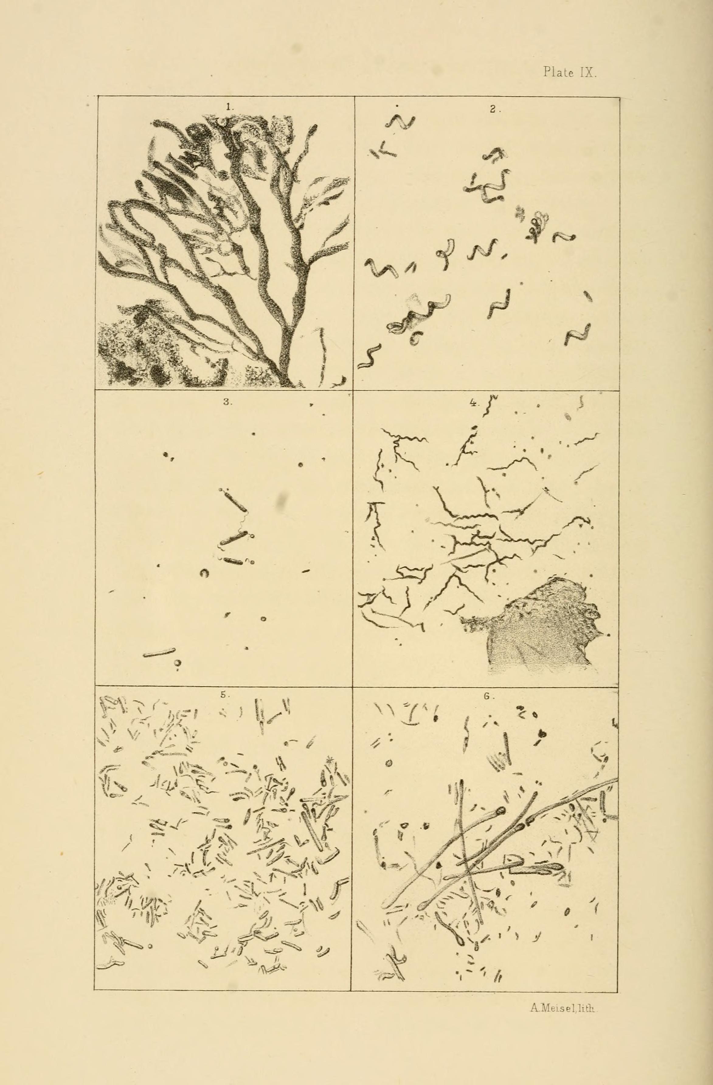The Bacteria (Plate IX) BHL14890537