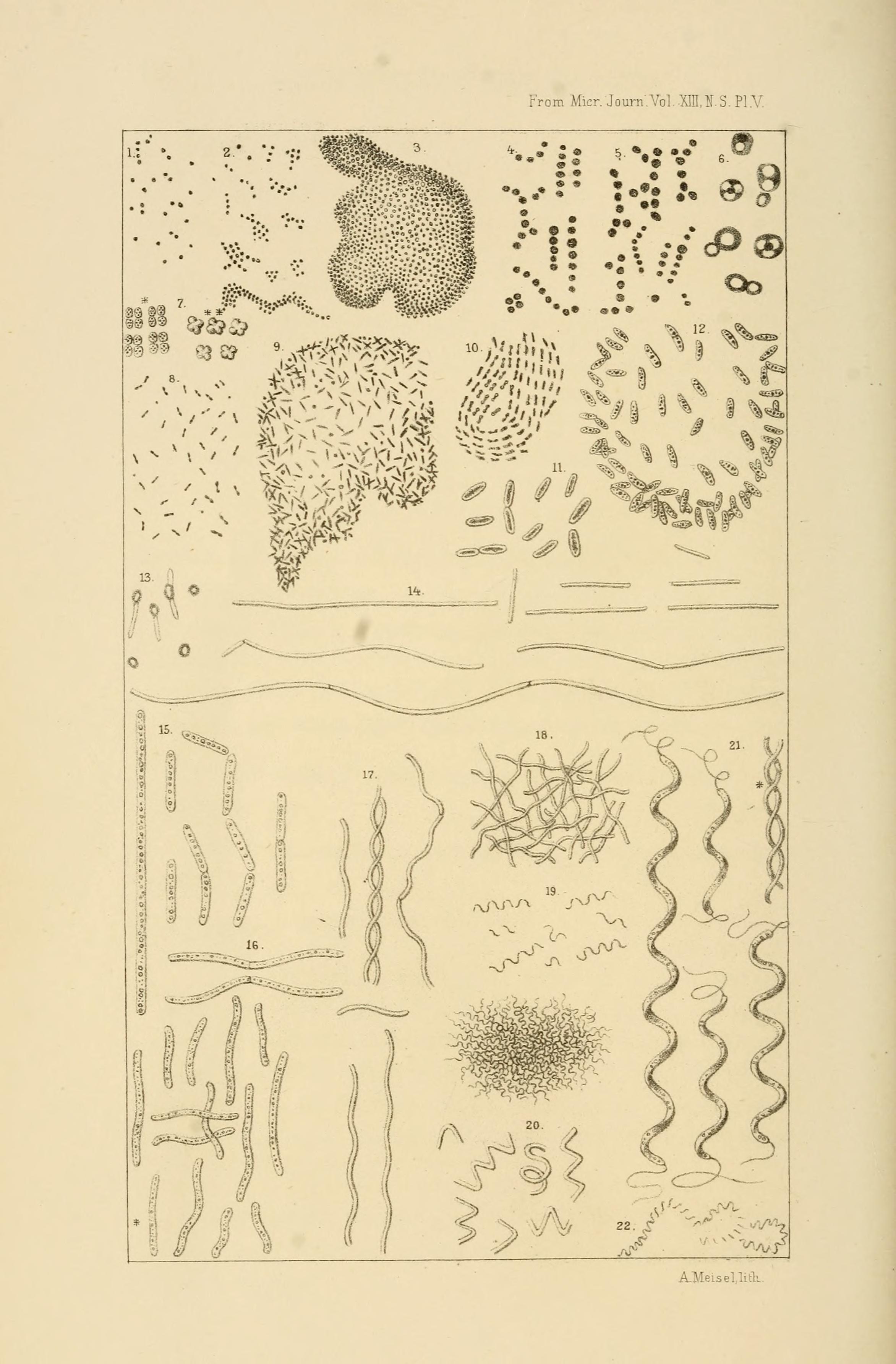 The Bacteria (Plate V) BHL14890471
